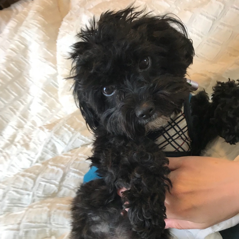 Meet your Posher, Rosie